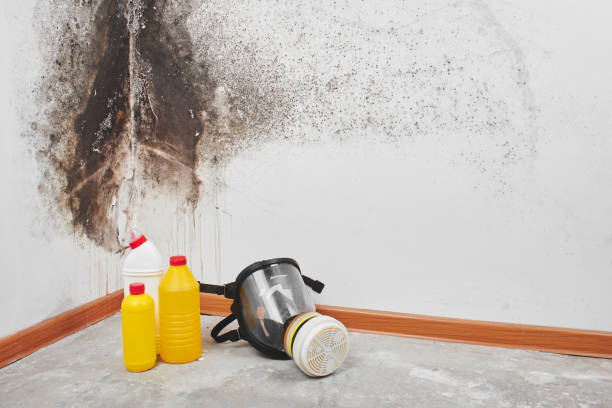 Best Attic Mold Removal  in East Chicago, IN